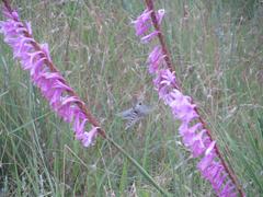 Watsonia lepida