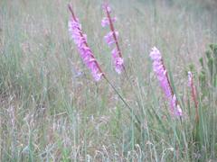 Watsonia lepida