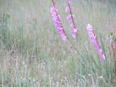 Watsonia lepida