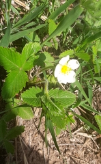 Fragaria