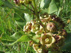 Pachycarpus dealbatus
