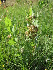 Pachycarpus dealbatus