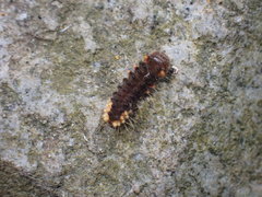 Trypanophora semihyalina