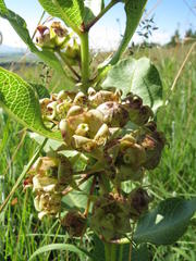Pachycarpus dealbatus