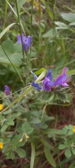 Echium vulgare