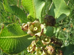 Pachycarpus dealbatus