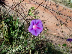 Ipomoea purpurea