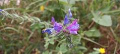 Echium vulgare