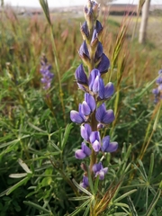 Lupinus angustifolius