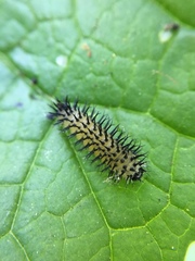 Periclista pubescens