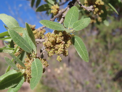 Quercus oblongifolia