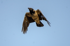 Corvus cornix