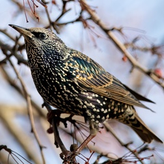 Sturnus vulgaris