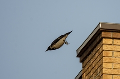 Corvus cornix