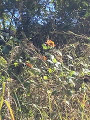 Leonotis nepetifolia