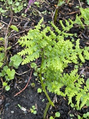 Pteridium aquilinum