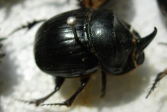 Copris hispanus