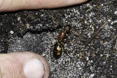 Camponotus maculatus