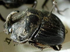 Copris hispanus