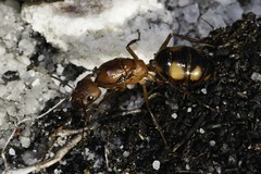 Camponotus maculatus