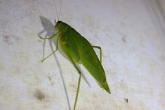 Microcentrum syntechnoides