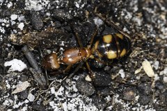 Camponotus maculatus
