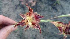 Gladiolus maculatus