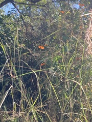 Leonotis nepetifolia