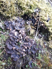 Peltigera