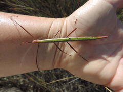 Macynia labiata