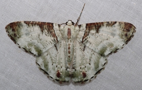 Pachyodes haemataria