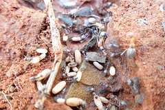 Anoplolepis custodiens