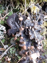 Peltigera