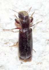 Melalgus plicatus