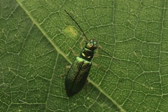 Pseudotheopea smaragdina