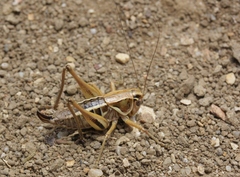 Decticita balli