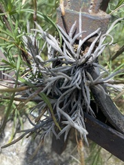 Tillandsia capillaris