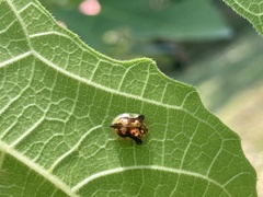 Deloyala guttata