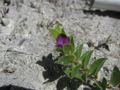 Psoralea imbricata