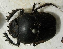 Scarabaeus sacer