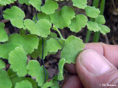 Adiantum chilense scabrum