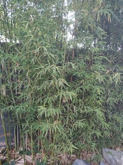 Phyllostachys aurea