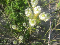 Hebenstretia dentata