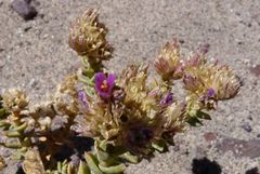 Cistanthe salsoloides
