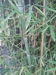 Phyllostachys aurea