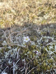 Spergula morisonii