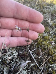 Spergula morisonii