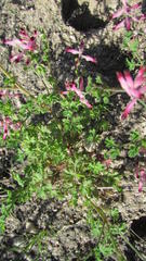 Fumaria muralis muralis