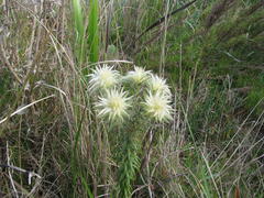 Phylica pubescens pubescens