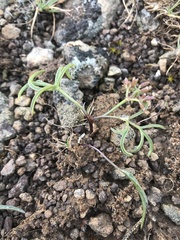 Lomatium lithosolamans
